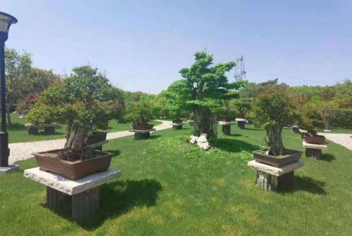 相约雅会 别有洞天——全国小微盆景精品展5月23日开启假山之趣